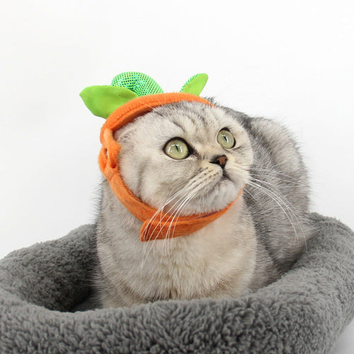 Pet Cat Halloween Costume